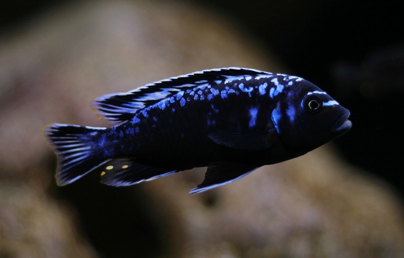 Maylandia sp. 'msobo' Magunga